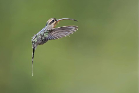 Green Hermit (Phaethornis guy), Costa Rica