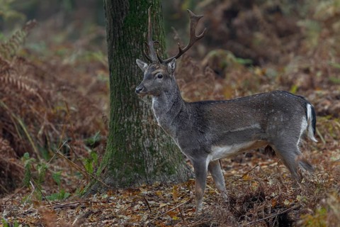 The young fallow deer (Dama dama), known as Knieper because of its age, searches for the last