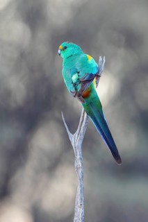 Mulga Parrot (Psephotellus varius) male perched on a branch, New South Wales, Australia