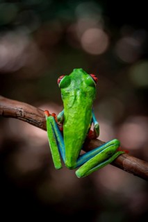 Red-eyed tree frog (Agalychnis callidryas), sitting on a branch, Heredia province, Costa Rica