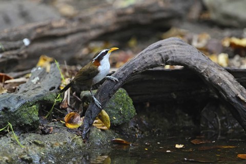 White-browed Scimitar Babbler (Pomatorhinus schisticeps) at waterhole, Kaeng Krachan, Thailand