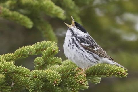 Blackpoll Warbler (Setophaga striata) male singing, Manitoba, Canada