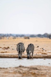 Plains zebra (Equus quagga), two zebras drinking at a waterhole, Nxai Pan National Park, Botswana