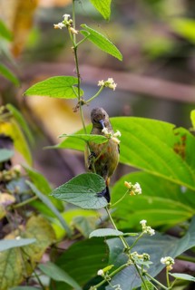 Olive-bellied Sunbird (Cinnyris chloropygius) sitting on a branch, eating nectar from a flower,