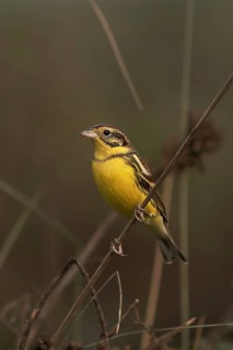 Yellow-breasted Bunting (Emberiza aureola) young male, Darjeeling, India