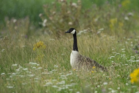 Canada goose (Branta canadensis) adult bird standing in the rain in a summer flower meadow, RSPB