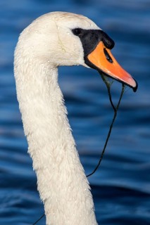 Mute Swan (Cygnus olor), Romania