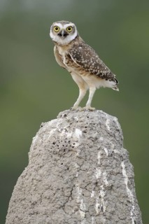 Burrowing Owl (Athene cunicularia), Pantanal, Brazil
