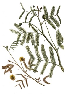 Botany, plants, a. Mimosa spuria pernambucco, b, Mimosa zeylanica major