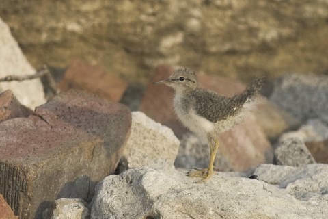 Spotted Sandpiper (Actitis macularius), Ontario, Canada
