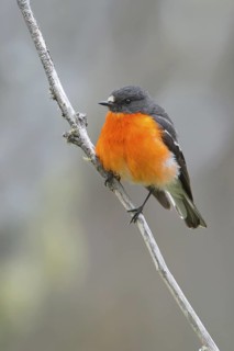 Flame Robin (Petroica phoenicea) male, Victoria, Australia