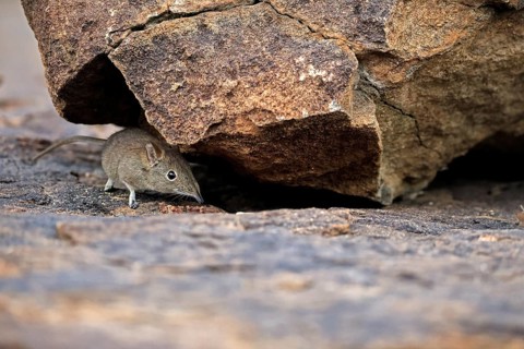 Short-eared Trunked Shrew (Macroscelides probosideus), Short-eared Elephant Shrew, Short-eared