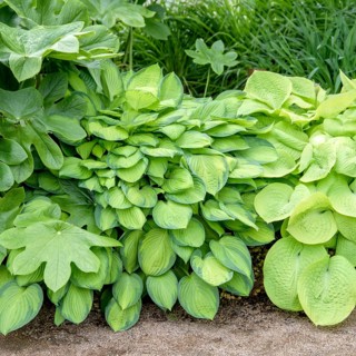Funkia (Hosta 'Paul's Glory'),  Sweden