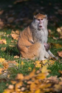 One female patas monkey (Erythrocebus patas)with her baby in late light on a green meadow