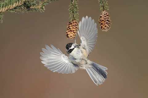 Black-capped Chickadee (Poecile atricapillus) flying, Alaska, USA