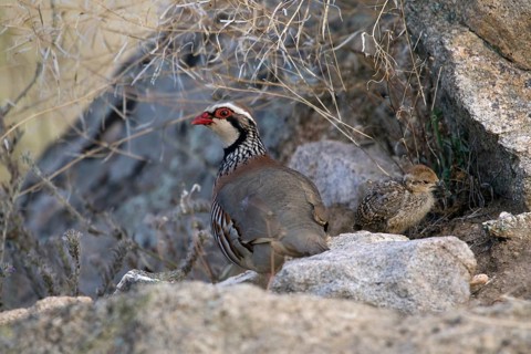 Red-legged Partridge (Alectoris rufa) with chick, Castile-La Mancha, Spain