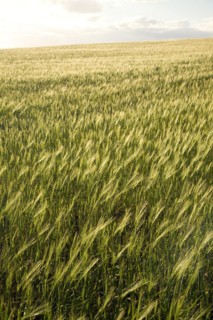 Field of barley, Suffolk, England, United Kingdom