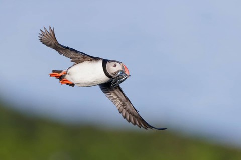 Atlantic Puffin (Fratercula arctica) flying with sandeels in beak, Iceland