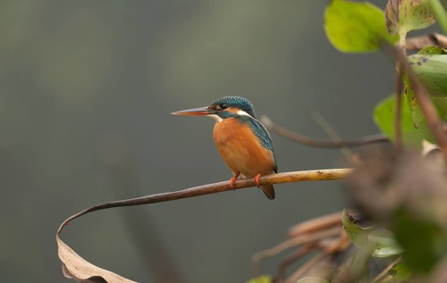 A common kingfisher (Alcedo atthis), Sreepur, Gazipur, Bangladesh