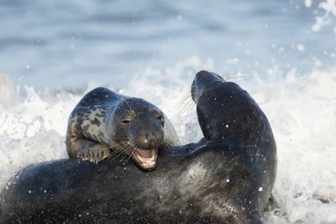 Atlantic grey seal (Halichoerus grypus) two adult marine animals playing in the breaking waves of