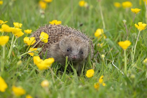 European hedgehog (Erinaceus europaeus) adult animal amongst Meadow buttercup (Ranunculus acris)