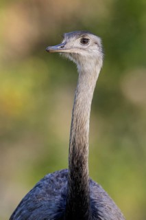 Greater Rhea (Rhea americana) in the Pantanal region of Brazil