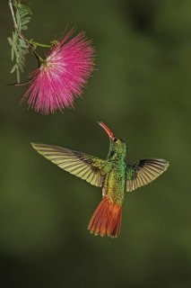 Rufous-tailed Hummingbird (Amazilia tzacatl) flying and feeding on flower nectar, Ecuador