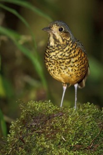 Undulated Antpitta (Grallaria squamigera), Abra Patricia Protected Area, Peru