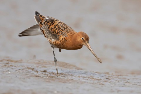 Black tailed godwit (Limosa limosa) adult male wader bird in summer plumage on a mudflat, England,