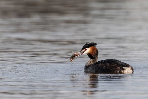 Great Crested Grebe (Podiceps Scalloped ribbonfish) with preyed fish, Emsland, Lower Saxony,