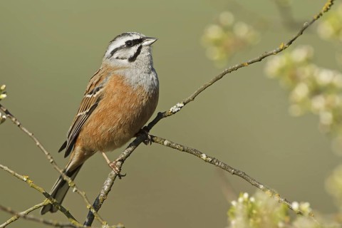 Rock Bunting (Emberiza cia), Rhineland-Palatinate, Germany