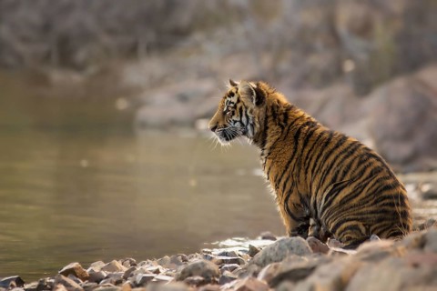 Bengal Tiger (Panthera tigris) immature sitting at waterhole, captive, Philippolis, South Africa