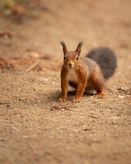 Eurasian squirrel (Sciurus vulgaris), standing on brown, fine soil, curious and cautiously looking