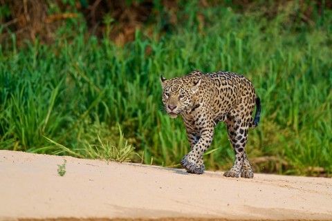 A jaguar strides along a sandy path surrounded by greenery, Jaguar (Panthera onca), Pantanal, Mato