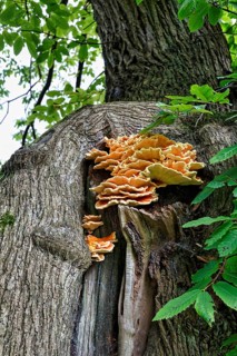 Tree fungus, Mount Congreve Gardens, gardens, County Waterford, Ireland