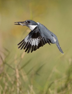 Belted Kingfisher (Megaceryle alcyon) male flying with fish prey in its beak, Florida, USA