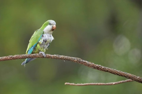 Monk Parakeet (Myiopsitta monachus) perched on a branch, Spain