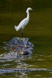 A heron balances on a crocodile in the water and gazes into the distance, Great Egret (Egretta