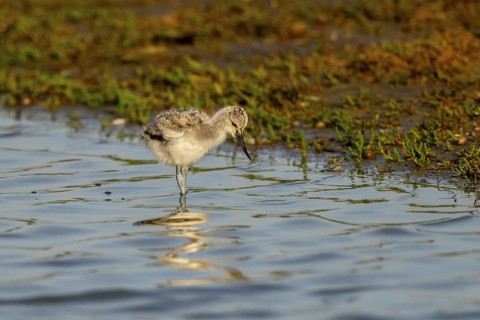 Avocet (Recurvirostra avosetta), chick foraging in the water, Texel, province of North Holland,