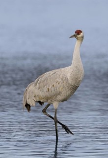 Sandhill Crane (Antigone canadensis), British Columbia, Canada