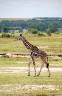 Maasai giraffe (Giraffa tippelskirchi), young animal, Serengeti National Park, Tanzania
