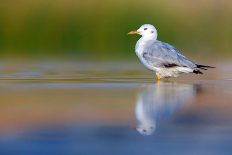 A Slender-billed Gull, (Larus genei), in search of food, Wadi Darbat, Salalah, Dhofar, Oman