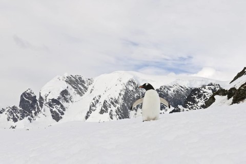 Gentoo Penguin (Pygoscelis papua), Antarctica