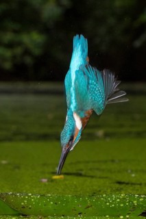 Common Kingfisher (Alcedo atthis) male fishing, Lower Saxony, Germany