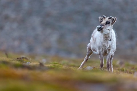 Reindeer, Ren, (Rangifer tarandus), Spitsbergen-Ren, Norway, Spitsbergen, young animal, calf,