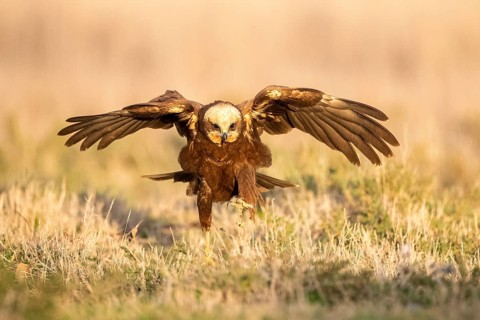 Western Marsh Harrier (Circus aeruginosus) female, Castile-La Mancha, Spain