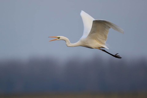 Great Egret (Ardea alba) calling in flight, North Rhine-Westphalia, Germany