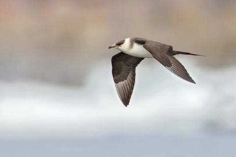 Parasitic Jaeger (Stercorarius parasiticus) flying over the Hudson's Bay in Churchill, Manitoba