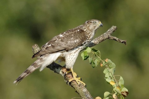 Cooper's Hawk (Accipiter cooperii), Texas, USA