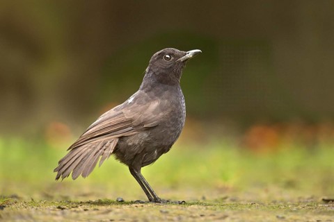 Bornean Whistling Thrush (Myophonus borneensis) perched on the ground, Sabah, Malaysia